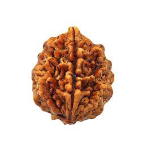 2 Mukhi Rudraksha