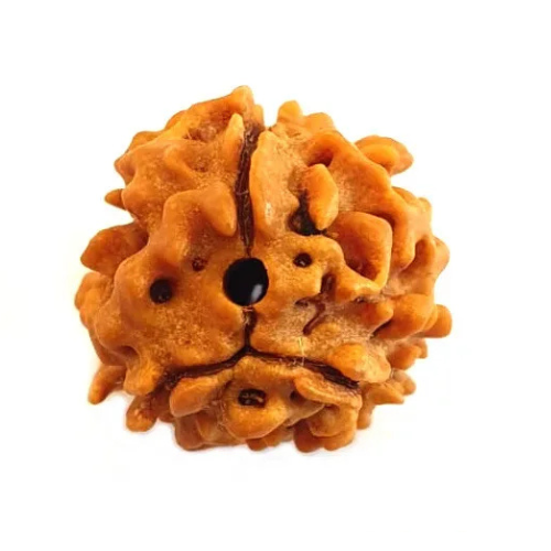 3 Mukhi Rudraksha