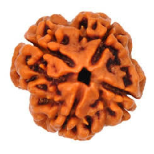 4 Mukhi Rudraksha