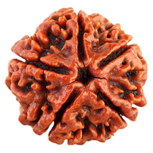 5 Mukhi Rudraksha