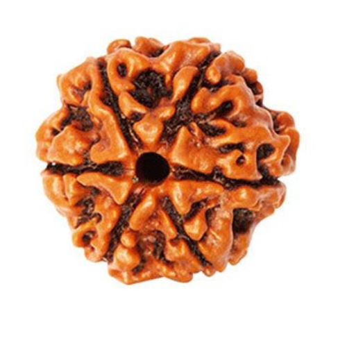 6 Mukhi Rudraksha