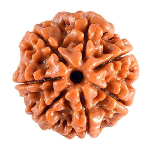7 Mukhi Rudraksha