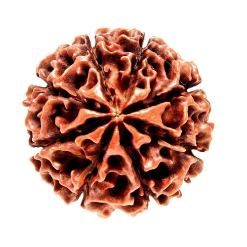8 Mukhi Rudraksha