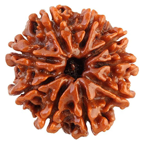 9 Mukhi Rudraksha