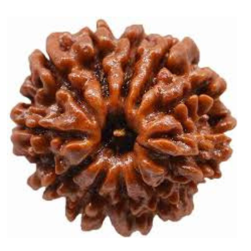 11 Mukhi Rudraksha