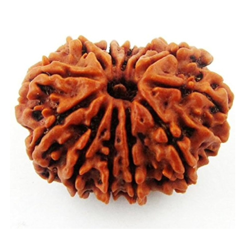 12 Mukhi Rudraksha