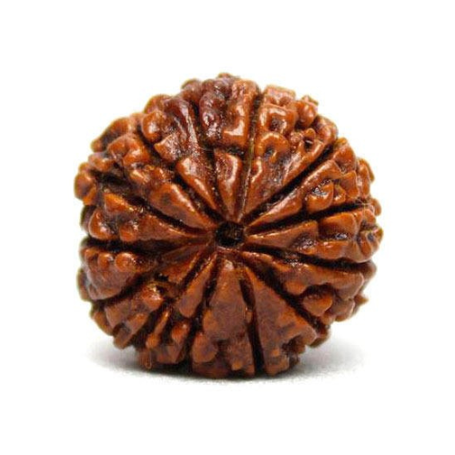 13 Mukhi Rudraksha