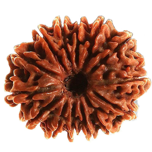 14 Mukhi Rudraksha
