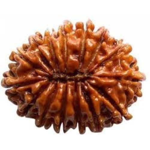 15 Mukhi Rudraksha