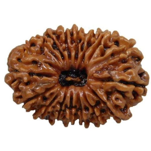 16 Mukhi Rudraksha
