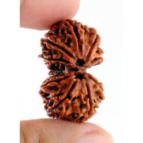Gauri Shankar Rudraksha