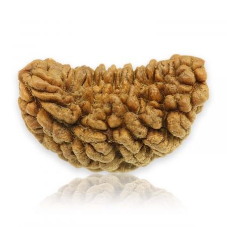 1 Mukhi Rudraksha